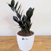 ZZ Plant Black Raven, with 5.5 inches white decor pot